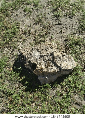Large Rock Outside in Florida