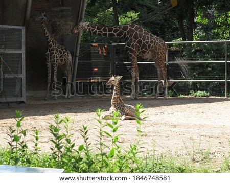 Giraffe Family at the zoo