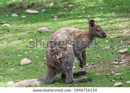 wallaby in the field, it looks like a kangaroo