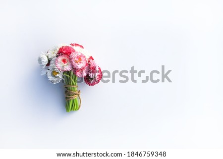 Bouquet of garden daisies on white background