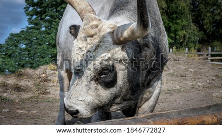 Close-up horned bull, white bull