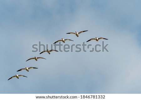 a flock of beautiful snow geese flew over head under cloudy blue sky Royalty-Free Stock Photo #1846781332