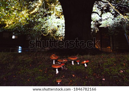Natural growing fly agaric growing under a three decorated with christmas lightning.  Christmas mushroom growing in Belgium flanders.  Pics for the christmas mood.  Fantasy setting with no photoshop