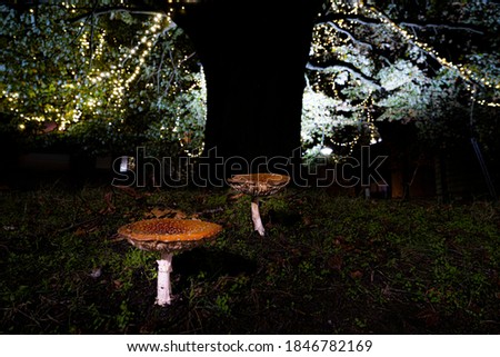 Natural growing fly agaric growing under a three decorated with christmas lightning.  Christmas mushroom growing in Belgium flanders.  Pics for the christmas mood. No photoshop picture perfect 