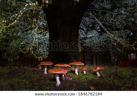 Natural growing fly agaric growing under a three decorated with christmas lightning.  Christmas mushroom growing in Belgium flanders.  Pics for the christmas mood, no photoshop, picture perfect magic.