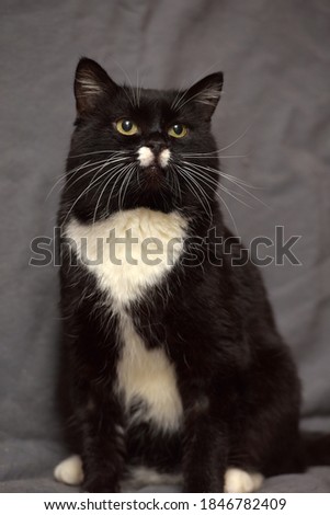 black and white cat with a white mustache