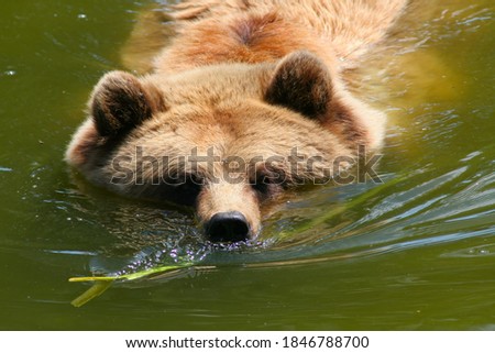 brown bear swims on the river