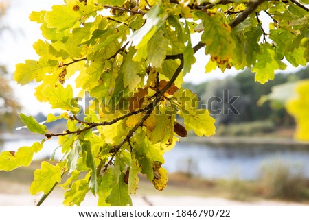 Beautiful yellowed foliage and acorns of oak in autumn.