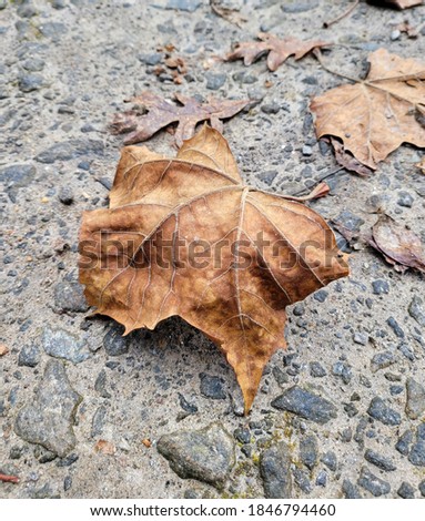 an autumn leaf on the ground