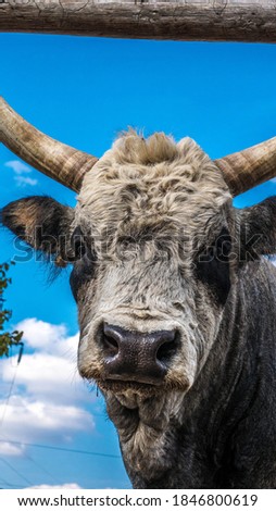 Horned cow close-up, horned bull, animal on the farm.