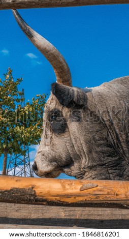 Bull's head close-up, cow. Bull head close-up, cow. Animal on the farm.