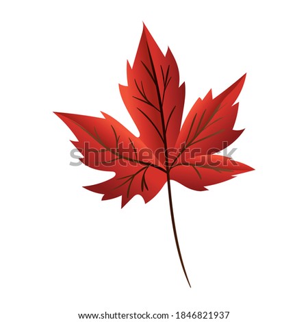 Autumn maple leaf design, season nature ornament garden decoration and botany theme Vector illustration