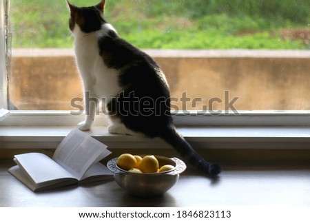Bowl of lemons and open book on the table. Tabby cat sitting on the window sill. Selective focus.