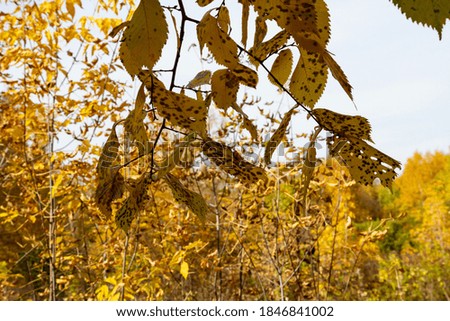 Old yellow dotted leaves on a branch