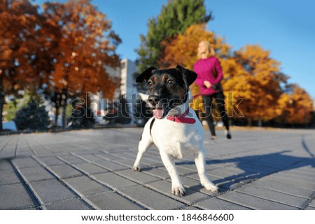 Close-up picture of a dog walking with the owner