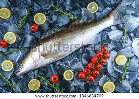 raw pike perch fish is on ice cubes. poster with chilled raw fish, rosemary, lemon and tomato