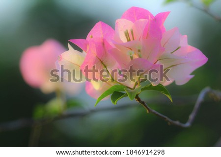 Blurred picture of bougainvillea flower pink.