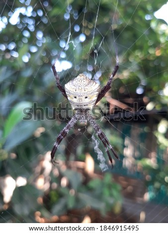 Argiope appensa is a spider species belonging to the Araneidae family. This species is also part of the genus Argiope and the order Araneae.