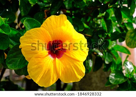 Blooming Sunny Wind Tropical hibiscus, large blooms that are bright yellow with dark red in the center with green leaves background.