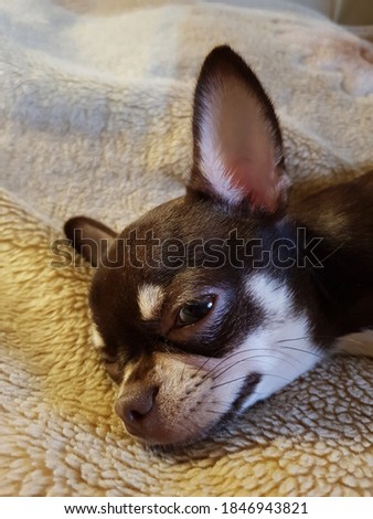 Little chihuahua dog lies on the couch