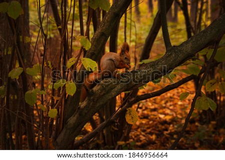 View of cute squirrel on tree in forest on autumn day