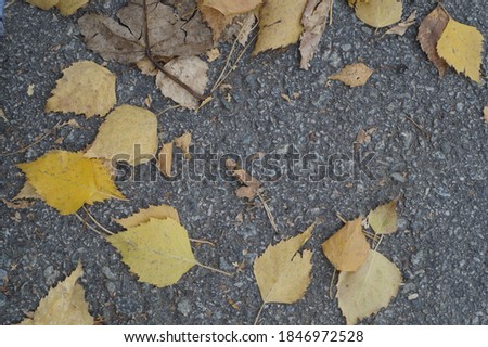 Photo still life. Fallen autumn leaves on a textured stone surface. In shades of gray and yellow.