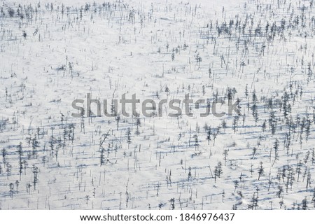 Winter aerial view of a snowy larch forest. Top view of larch trees in the snow. Forest-tundra in the far north of Russia. Magadan Region, Siberia, Russian Far East.