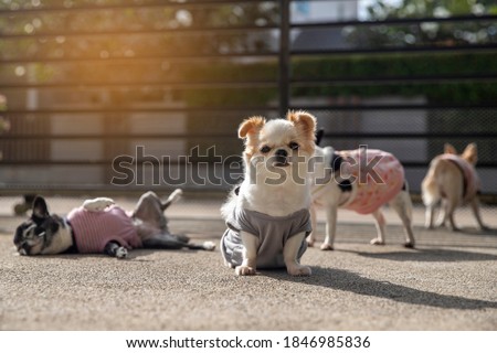 Group of little Chihuahua dogs sunbathe on ground in morning autumn. relax concept