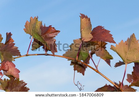 Vine against the blue sky. Vineyards in the autumn with red foliage. Viticulture. Winemaking.