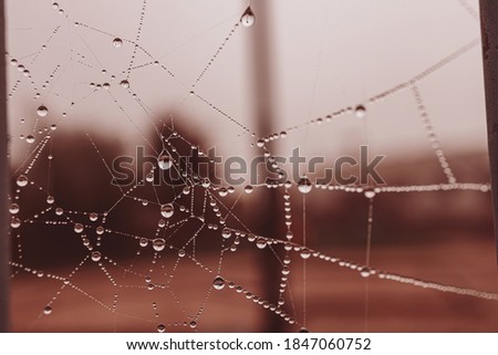 beautiful little soft water drops on a spider web on an autumn day close-up outdoors