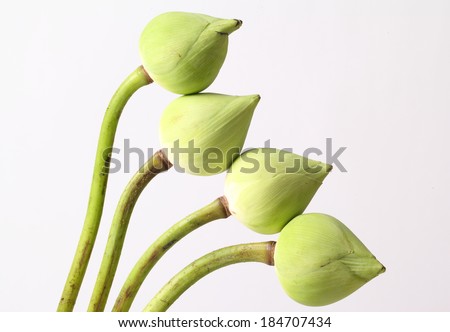 Green lotus flower. isolated on white background.