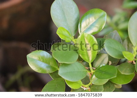Ficus house plant with fresh foliage