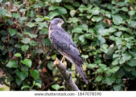 Sparrowhawk sitting atop a perch in front of a green background