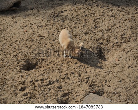 Desert fox on the ground, in zoo.