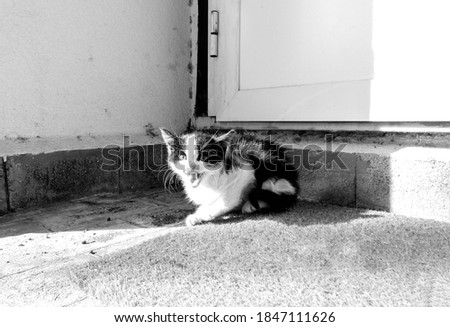 A tiny black and white kitten, that is a stray, sits scared on a welcome mat outside a property in Italy.
