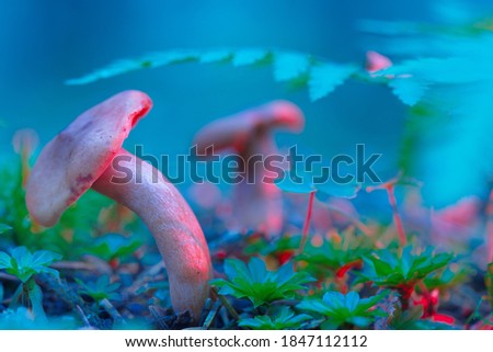 Mushrooms containing psilocybin grow in a fairy forest. Hallucinogenic mushrooms are illuminated with red light. A photo with a shallow depth of field. Royalty-Free Stock Photo #1847112112