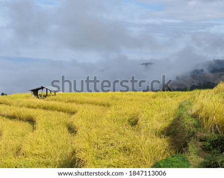 Opened rice fields in Thailand.