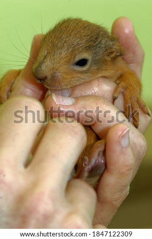 Red Squirrel (Sciurus vulgaris) Kit,orphan being held,in care.