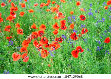 Summer fields with various wildflowers growing. Spring landscape with colorful poppies and bluebells flowers in green grass, selective focus
