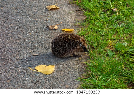 Close up of a hedgehog (Erinaceus europaeus)
