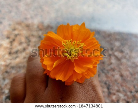 Orange beautiful flower nature love