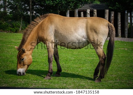 The wild brown horse in the nature