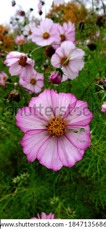 Pink cosmos flowers with drops after rain. The nature of Russia.