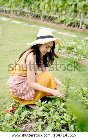 Asian farmer woman harvesting vegetables in organic farm.