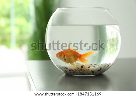 Beautiful bright small goldfish in round glass aquarium on table indoors
