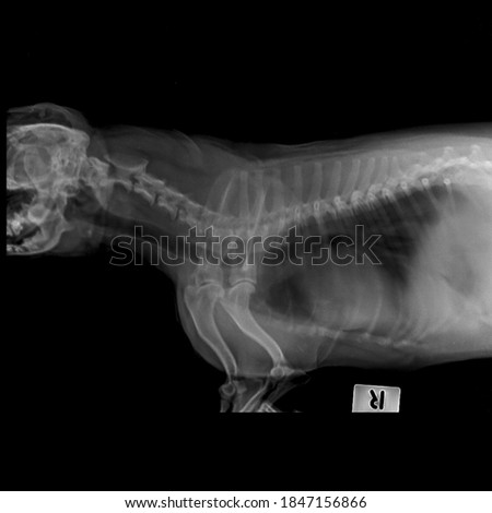 x ray normal heart and lung dog lateral view: side view 