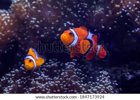 Clown fish that swim along the coral reef under the sea.