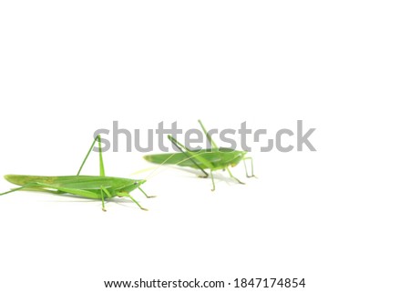  green grasshopper is a devastating pest, eats vegetables and gardeners' agricultural produce on a white background and feeds on small insects.