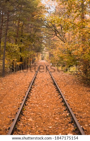 The train rails pass through the autumn forest