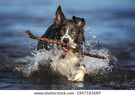 happy border collie dog fetching a stick out of water